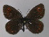  ( - BC ZSM Lep 32182)  @13 [ ] CreativeCommons - Attribution Non-Commercial Share-Alike (2010) Unspecified SNSB, Zoologische Staatssammlung Muenchen