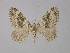  ( - BC ZSM Lep 32189)  @13 [ ] CreativeCommons - Attribution Non-Commercial Share-Alike (2010) Unspecified SNSB, Zoologische Staatssammlung Muenchen