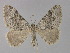  (Epirrhoe balearia - BC ZSM Lep 32190)  @13 [ ] CreativeCommons - Attribution Non-Commercial Share-Alike (2010) Unspecified SNSB, Zoologische Staatssammlung Muenchen