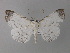  (Macrodes columbalis - BC ZSM Lep 32210)  @15 [ ] CreativeCommons - Attribution Non-Commercial Share-Alike (2010) Unspecified SNSB, Zoologische Staatssammlung Muenchen