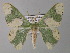  ( - BC ZSM Lep 32223)  @14 [ ] CreativeCommons - Attribution Non-Commercial Share-Alike (2010) Unspecified SNSB, Zoologische Staatssammlung Muenchen