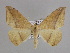  (Oxydia AH30Ve - BC ZSM Lep 33971)  @14 [ ] CreativeCommons - Attribution Non-Commercial Share-Alike (2010) Unspecified SNSB, Zoologische Staatssammlung Muenchen
