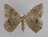  (Oxydia sociataAH06Ve - BC ZSM Lep 33972)  @12 [ ] CreativeCommons - Attribution Non-Commercial Share-Alike (2010) Unspecified SNSB, Zoologische Staatssammlung Muenchen