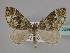  ( - BC ZSM Lep 33996)  @13 [ ] CreativeCommons - Attribution Non-Commercial Share-Alike (2010) Unspecified SNSB, Zoologische Staatssammlung Muenchen