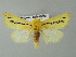  (Antheua aurifodinaeAH01Sa - BC ZSM Lep 34019)  @14 [ ] CreativeCommons - Attribution Non-Commercial Share-Alike (2012) Axel Hausmann/Bavarian State Collection of Zoology (ZSM) SNSB, Zoologische Staatssammlung Muenchen