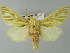  (Antheua simplexAH01Sa - BC ZSM Lep 34020)  @15 [ ] CreativeCommons - Attribution Non-Commercial Share-Alike (2012) Axel Hausmann/Bavarian State Collection of Zoology (ZSM) SNSB, Zoologische Staatssammlung Muenchen