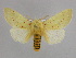  (Antheua croceipuncta - BC ZSM Lep 34021)  @15 [ ] CreativeCommons - Attribution Non-Commercial Share-Alike (2010) Unspecified SNSB, Zoologische Staatssammlung Muenchen
