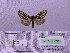  ( - BC AB Lep 00016)  @12 [ ] Copyright (2010) Unspecified Research Collection of Andreas Bergmann