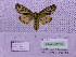  ( - BC AB Lep 00046)  @12 [ ] Copyright (2010) Unspecified Research Collection of Andreas Bergmann