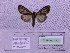  ( - BC AB Lep 00047)  @12 [ ] Copyright (2010) Unspecified Research Collection of Andreas Bergmann