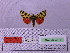  ( - BC AB Lep 00115)  @12 [ ] Copyright (2010) Unspecified Research Collection of Andreas Bergmann