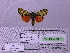  ( - BC AB Lep 00119)  @13 [ ] Copyright (2010) Unspecified Research Collection of Andreas Bergmann