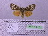  ( - BC AB Lep 00121)  @13 [ ] Copyright (2010) Unspecified Research Collection of Andreas Bergmann