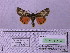  ( - BC AB Lep 00122)  @13 [ ] Copyright (2010) Unspecified Research Collection of Andreas Bergmann