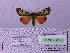  ( - BC AB Lep 00123)  @13 [ ] Copyright (2010) Unspecified Research Collection of Andreas Bergmann