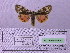  ( - BC AB Lep 00126)  @13 [ ] Copyright (2010) Unspecified Research Collection of Andreas Bergmann