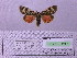  ( - BC AB Lep 00127)  @13 [ ] Copyright (2010) Unspecified Research Collection of Andreas Bergmann