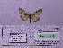  ( - BC AB Lep 00137)  @13 [ ] Copyright (2010) Unspecified Research Collection of Andreas Bergmann