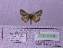  (Sibirarctia buraetica - BC AB Lep 00138)  @13 [ ] Copyright (2010) Unspecified Research Collection of Andreas Bergmann