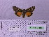  ( - BC AB Lep 00153)  @12 [ ] Copyright (2010) Unspecified Research Collection of Andreas Bergmann