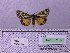  ( - BC AB Lep 00154)  @12 [ ] Copyright (2010) Unspecified Research Collection of Andreas Bergmann