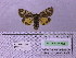  ( - BC AB Lep 00155)  @12 [ ] Copyright (2010) Unspecified Research Collection of Andreas Bergmann
