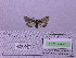 ( - BC AB Lep 00167)  @13 [ ] Copyright (2010) Unspecified Research Collection of Andreas Bergmann