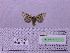  (Palearctia golbecki - BC AB Lep 00171)  @13 [ ] Copyright (2010) Unspecified Research Collection of Andreas Bergmann