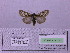  ( - BC AB Lep 00174)  @12 [ ] Copyright (2010) Unspecified Research Collection of Andreas Bergmann