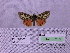  ( - BC AB Lep 00178)  @12 [ ] Copyright (2010) Unspecified Research Collection of Andreas Bergmann