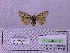  ( - BC AB Lep 00181)  @12 [ ] Copyright (2010) Unspecified Research Collection of Andreas Bergmann