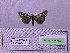  ( - BC AB Lep 00182)  @12 [ ] Copyright (2010) Unspecified Research Collection of Andreas Bergmann