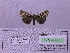 ( - BC AB Lep 00183)  @12 [ ] Copyright (2010) Unspecified Research Collection of Andreas Bergmann