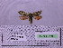  ( - BC AB Lep 00184)  @12 [ ] Copyright (2010) Unspecified Research Collection of Andreas Bergmann