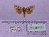  ( - BC AB Lep 00186)  @12 [ ] Copyright (2010) Unspecified Research Collection of Andreas Bergmann