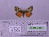  ( - BC AB Lep 00187)  @12 [ ] Copyright (2010) Unspecified Research Collection of Andreas Bergmann