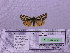  ( - BC AB Lep 00189)  @12 [ ] Copyright (2010) Unspecified Research Collection of Andreas Bergmann