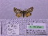  ( - BC AB Lep 00190)  @12 [ ] Copyright (2010) Unspecified Research Collection of Andreas Bergmann