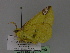  ( - BC ZSM Lep 29790)  @13 [ ] CreativeCommons - Attribution Non-Commercial Share-Alike (2010) Unspecified SNSB, Zoologische Staatssammlung Muenchen