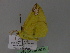  ( - BC ZSM Lep 29791)  @12 [ ] CreativeCommons - Attribution Non-Commercial Share-Alike (2010) Unspecified SNSB, Zoologische Staatssammlung Muenchen