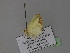  ( - BC ZSM Lep 29795)  @12 [ ] CreativeCommons - Attribution Non-Commercial Share-Alike (2010) Unspecified SNSB, Zoologische Staatssammlung Muenchen
