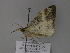  ( - BC ZSM Lep 29822)  @13 [ ] CreativeCommons - Attribution Non-Commercial Share-Alike (2010) Unspecified SNSB, Zoologische Staatssammlung Muenchen
