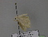  ( - BC ZSM Lep 29836)  @12 [ ] CreativeCommons - Attribution Non-Commercial Share-Alike (2010) Unspecified SNSB, Zoologische Staatssammlung Muenchen