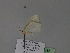  ( - BC ZSM Lep 29838)  @11 [ ] CreativeCommons - Attribution Non-Commercial Share-Alike (2010) Unspecified SNSB, Zoologische Staatssammlung Muenchen