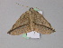  ( - BC ZSM Lep 29843)  @14 [ ] CreativeCommons - Attribution Non-Commercial Share-Alike (2010) Unspecified SNSB, Zoologische Staatssammlung Muenchen