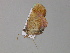  (Plagodis AH02Ch - BC ZSM Lep 29878)  @13 [ ] CreativeCommons - Attribution Non-Commercial Share-Alike (2010) Unspecified SNSB, Zoologische Staatssammlung Muenchen
