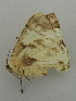  ( - BC ZSM Lep 31323)  @11 [ ] CreativeCommons - Attribution Non-Commercial Share-Alike (2010) Unspecified SNSB, Zoologische Staatssammlung Muenchen