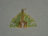  ( - BC ZSM Lep 31330)  @11 [ ] CreativeCommons - Attribution Non-Commercial Share-Alike (2010) Unspecified SNSB, Zoologische Staatssammlung Muenchen