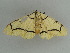  ( - BC ZSM Lep 31343)  @13 [ ] CreativeCommons - Attribution Non-Commercial Share-Alike (2010) Unspecified SNSB, Zoologische Staatssammlung Muenchen