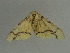  ( - BC ZSM Lep 31344)  @12 [ ] CreativeCommons - Attribution Non-Commercial Share-Alike (2010) Unspecified SNSB, Zoologische Staatssammlung Muenchen